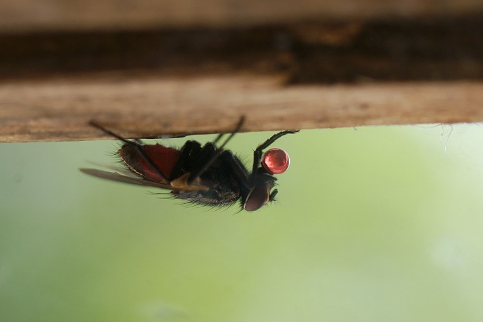 mosca goccia