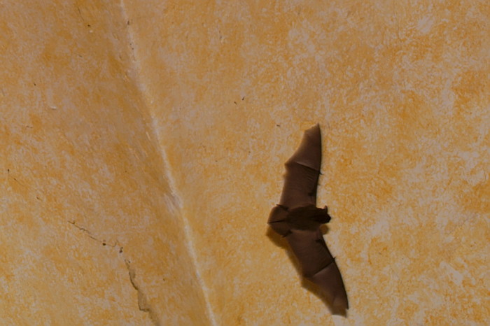 PTX_0500