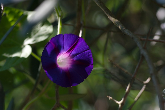 ipomea3