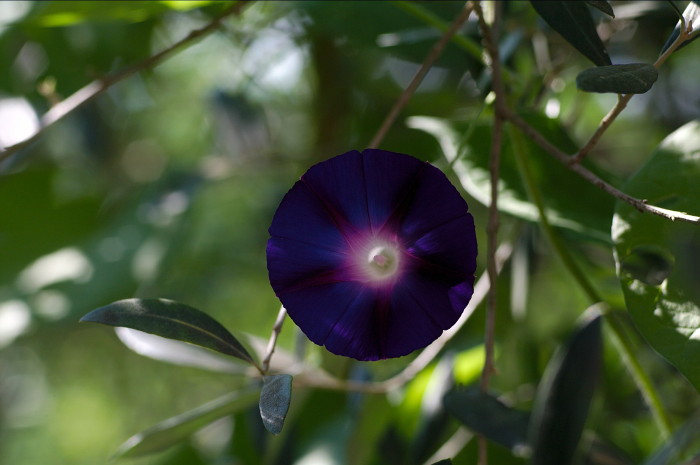 ipomea