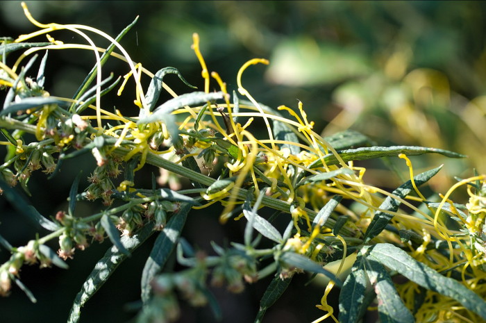 cuscuta (tarpina)