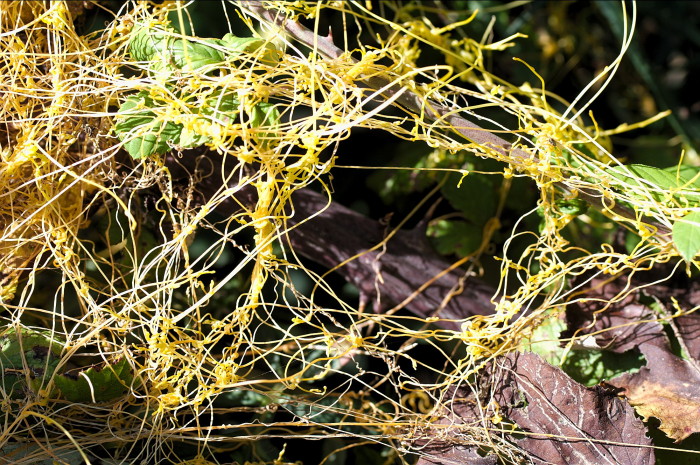 cuscuta (tarpina)