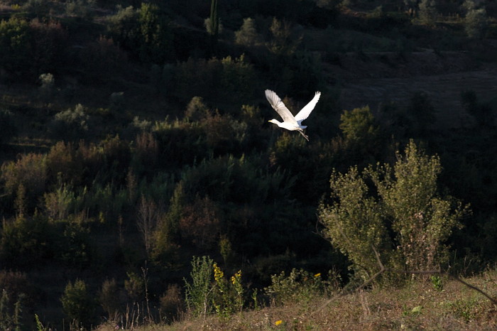 airone guardabuoi