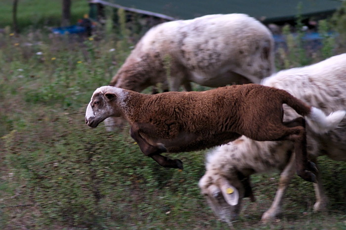 agnello