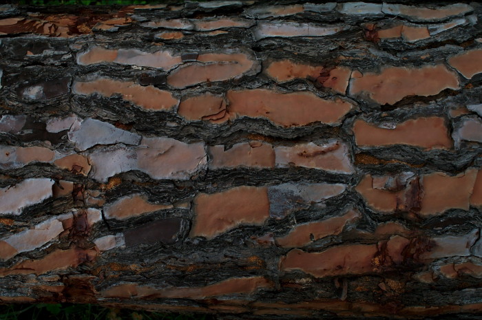 corteccia pino