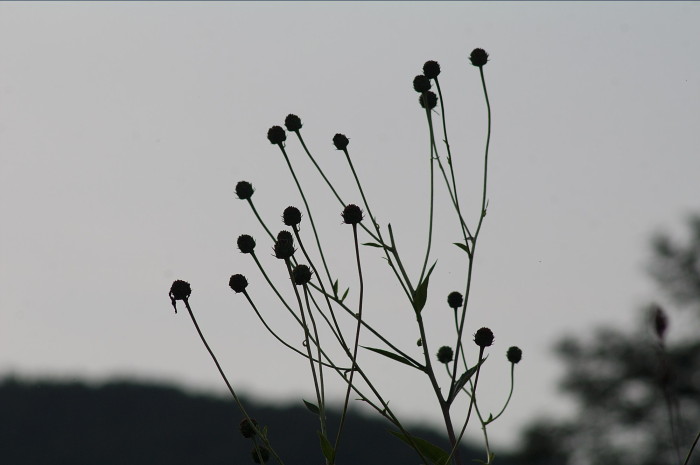 topinambur