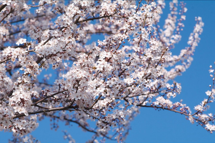 susino in fiore