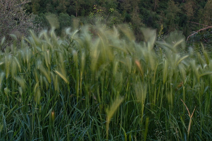 erba nel vento
