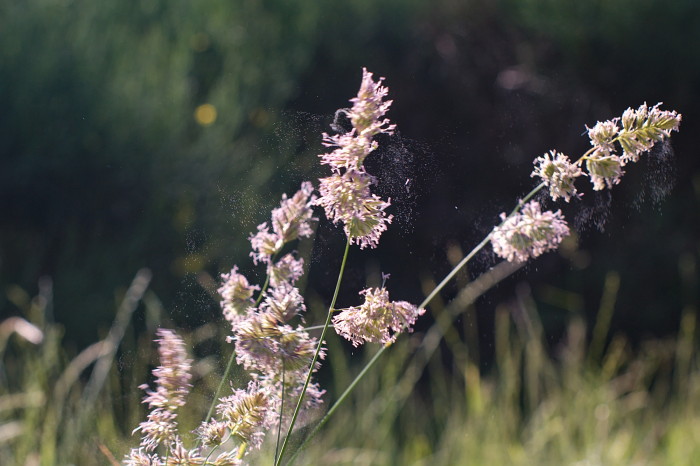 polline-2