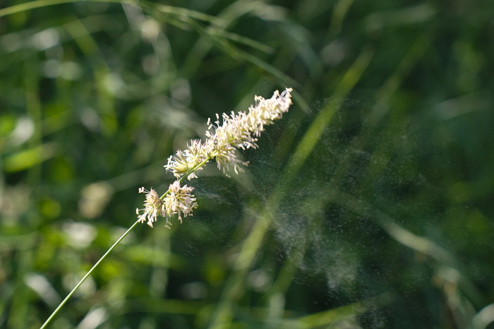 polline-4