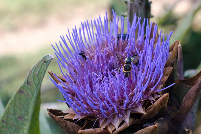 carciofo con osmia