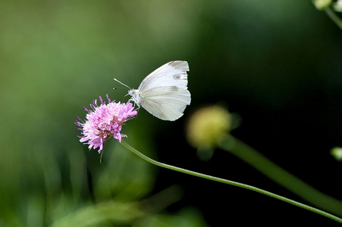 scabiosa4
