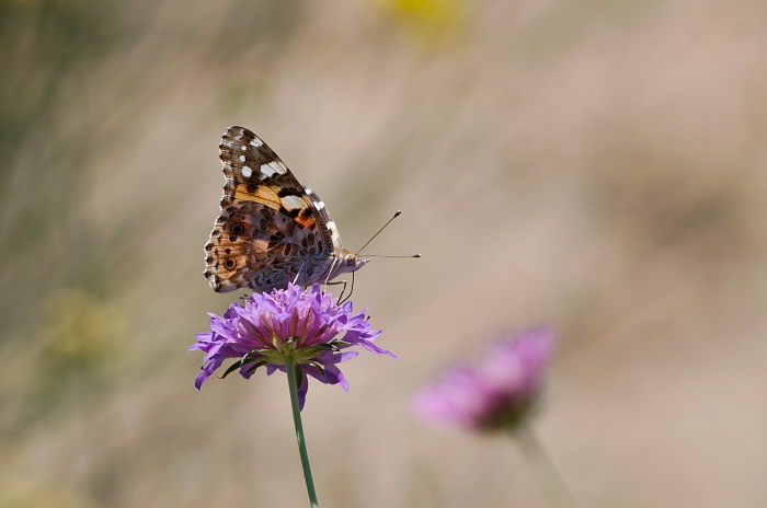 vanessa cardui