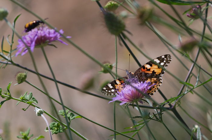 vanessa cardui 