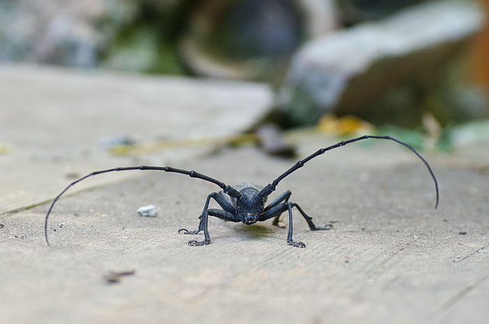 Monochamus galloprovincialis