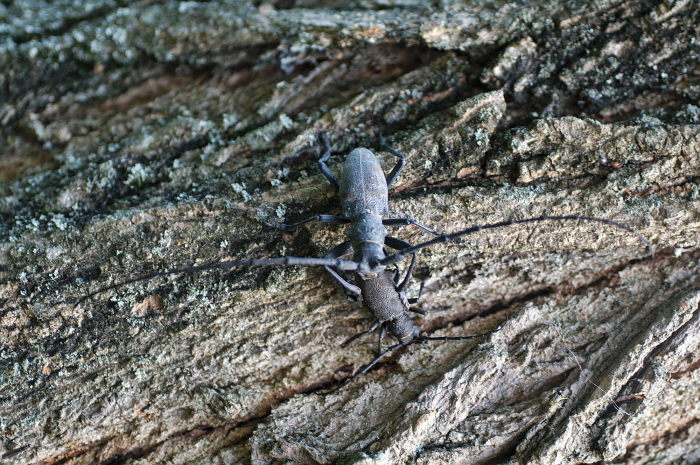 cerambice della quercia1