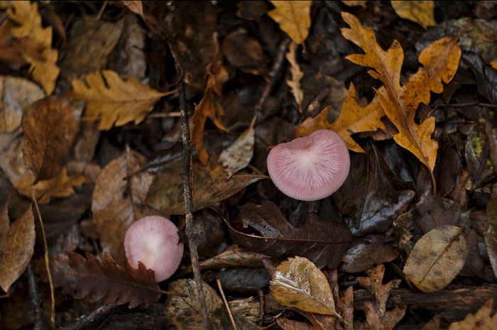 funghi rosa