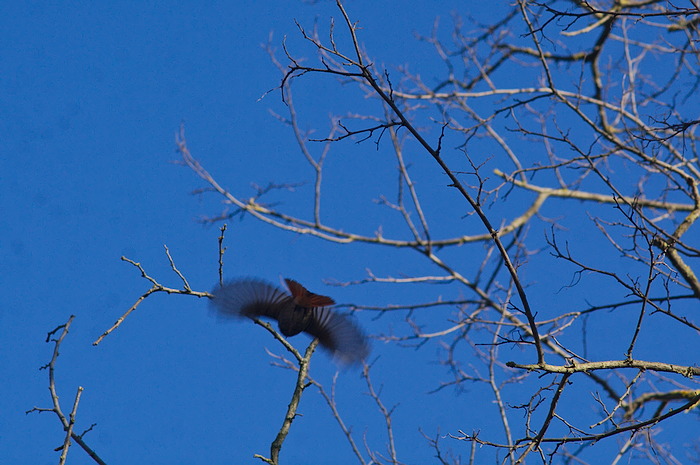 uccello in volo
