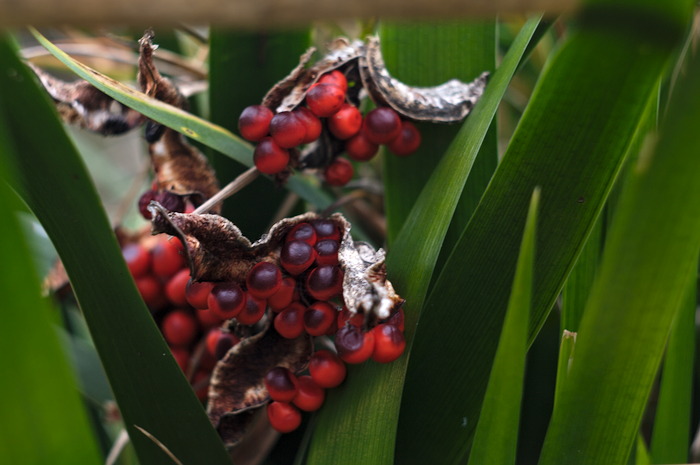 Iris foetidissima