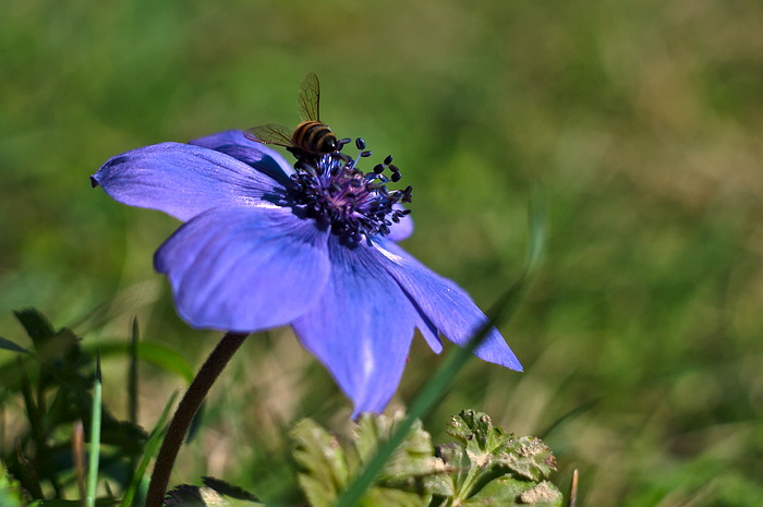 Anemone