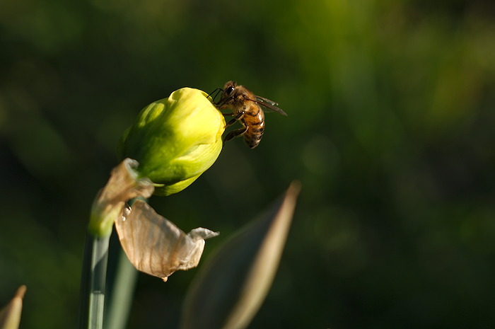 narciso e ape