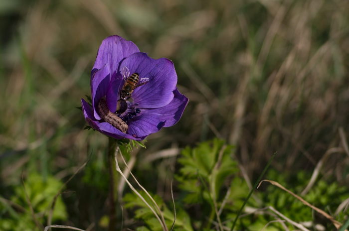 anemone-bruco-ape