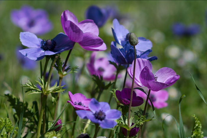 anemoni
