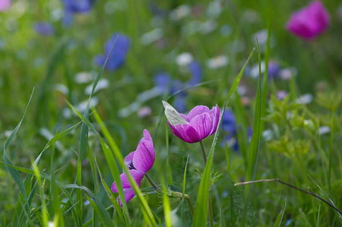 farfalla anemone