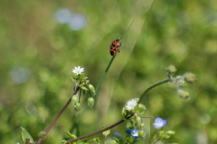 cimice del cavolfiore-5