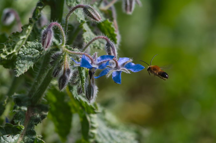 osmia-cornuta-boraggine10