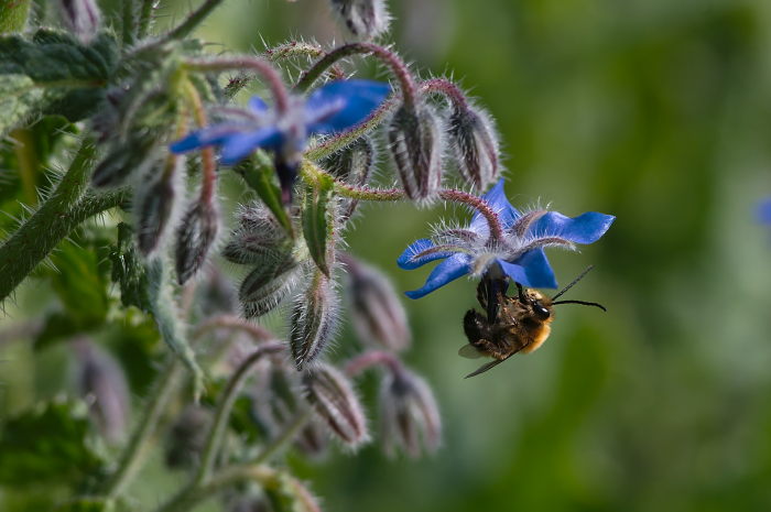 osmia-cornuta-boraggine7