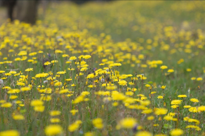giallo