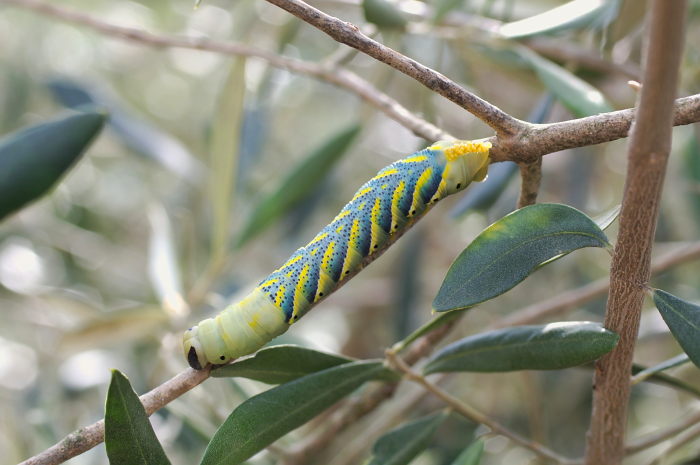 Acherontia Atropos6_v1