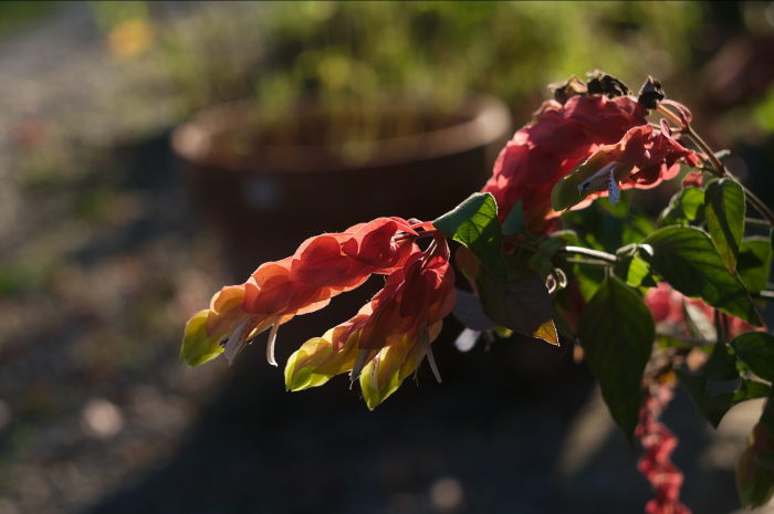 PTX_6277