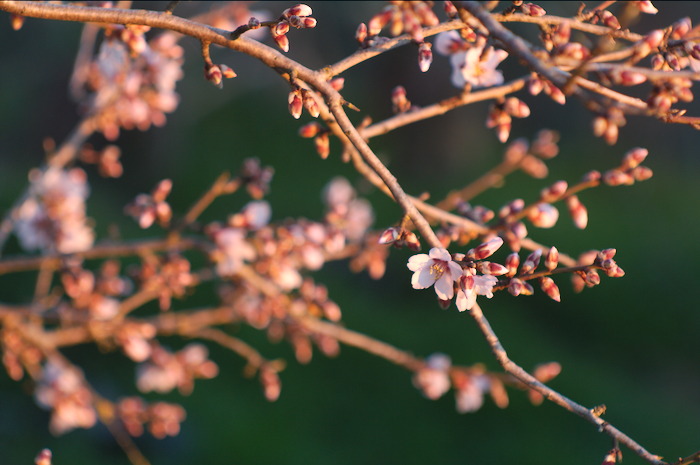 MANDORLO IN FIORE