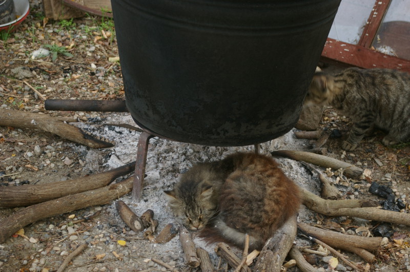 gatto nella cenere