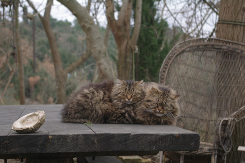 Fluffy & Joshua