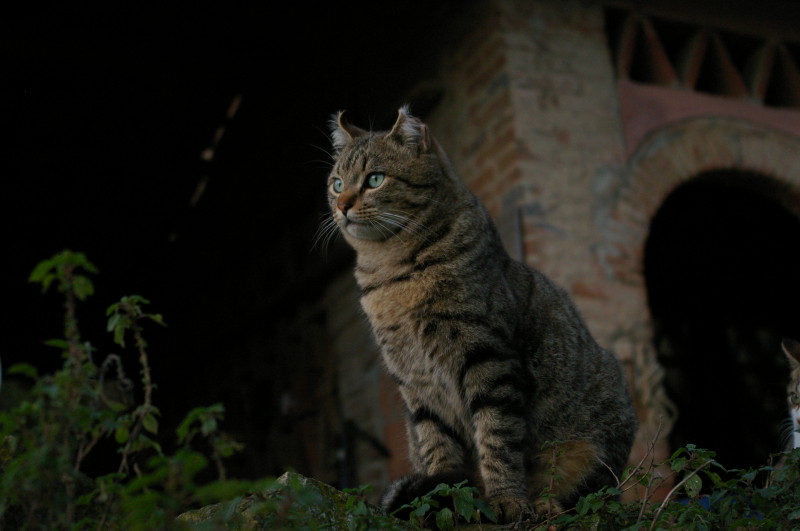 Fritz the Cat