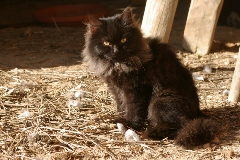 gattino