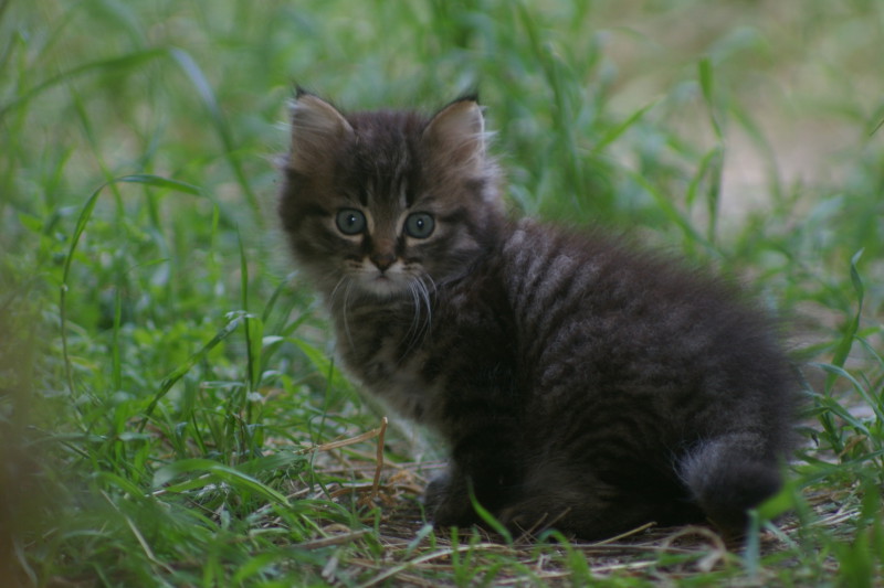 gatto