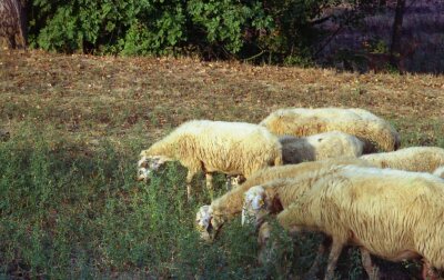 pecore