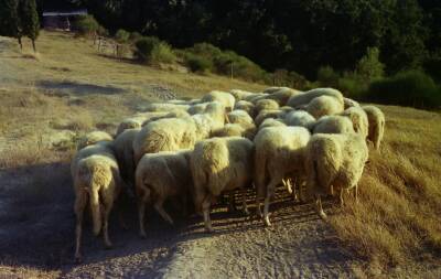 pecore riuniti