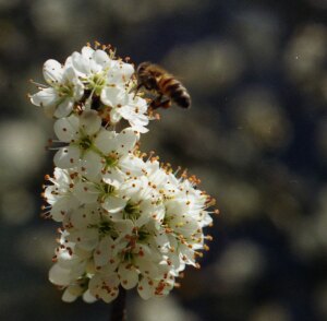 polline (17K)