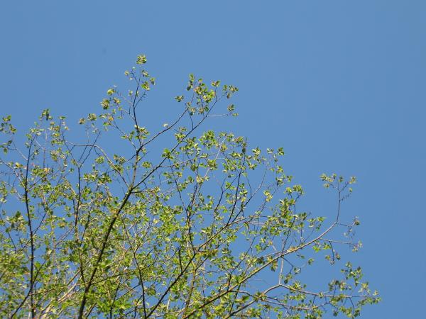 IMG_0225.JPG.jpg