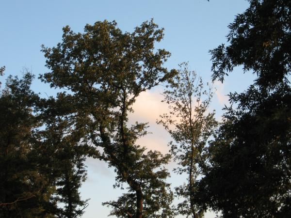 IMG_0232.JPG.jpg