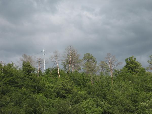IMG_0323.JPG.jpg