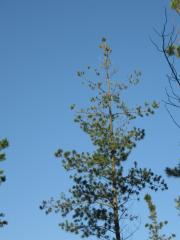 thumbs/IMG_0224.JPG.jpg