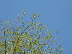thumbs/IMG_0225.JPG.jpg