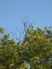 thumbs/IMG_0228.JPG.jpg