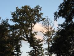 thumbs/IMG_0232.JPG.jpg